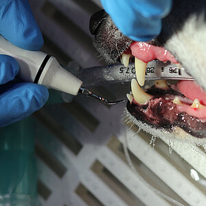 Tierarzt führt Zahnbehandlung durch