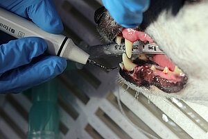 Tierarzt führt Zahnbehandlung beim Hund in der Tierarztpraxis durch