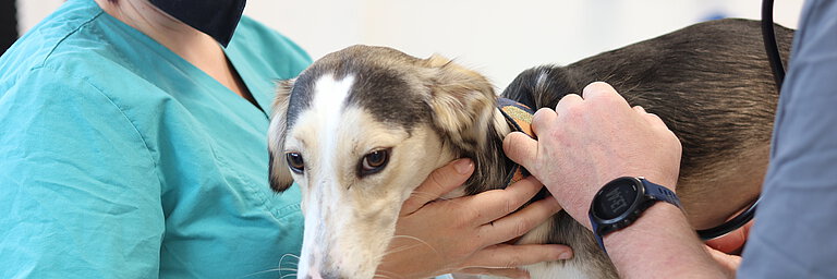 Hund wird in Tierarztpraxis behandelt