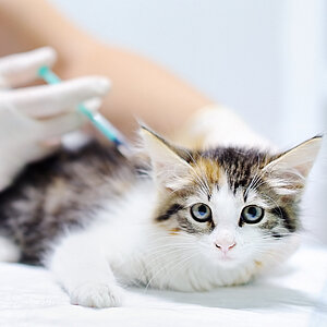 Impfung bei einer Katze