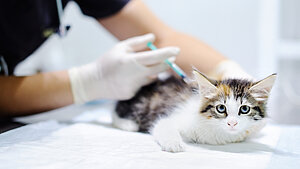 Schutzimpfung bei einer Katze in der Tierarztpraxis