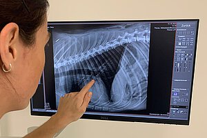 Behandlung: Tierärztin mit Röntgendbild vom Hund